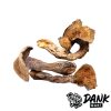 Makilla Gorilla Magic Mushrooms