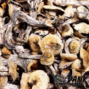 Mazatapec Magic Mushrooms