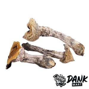 Mazatapec Magic Mushrooms