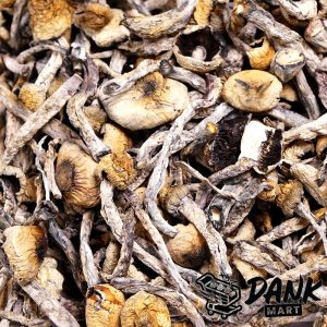 Penis Envy Magic Mushrooms