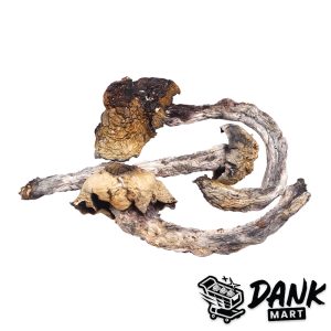 Penis Envy Magic Mushrooms