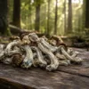 B+ Mushrooms Explained: Origins, Effects, Research, Safety, and What to Know