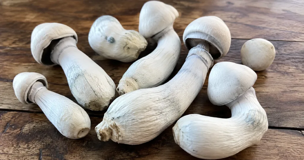 What Is the Albino Penis Envy Mushroom?